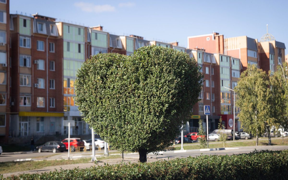 В каком состоянии сейчас городские деревья, кустарники и цветники