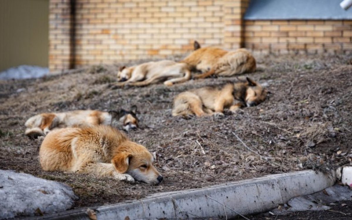 В Костанае построят приют для собак за счет бюджета