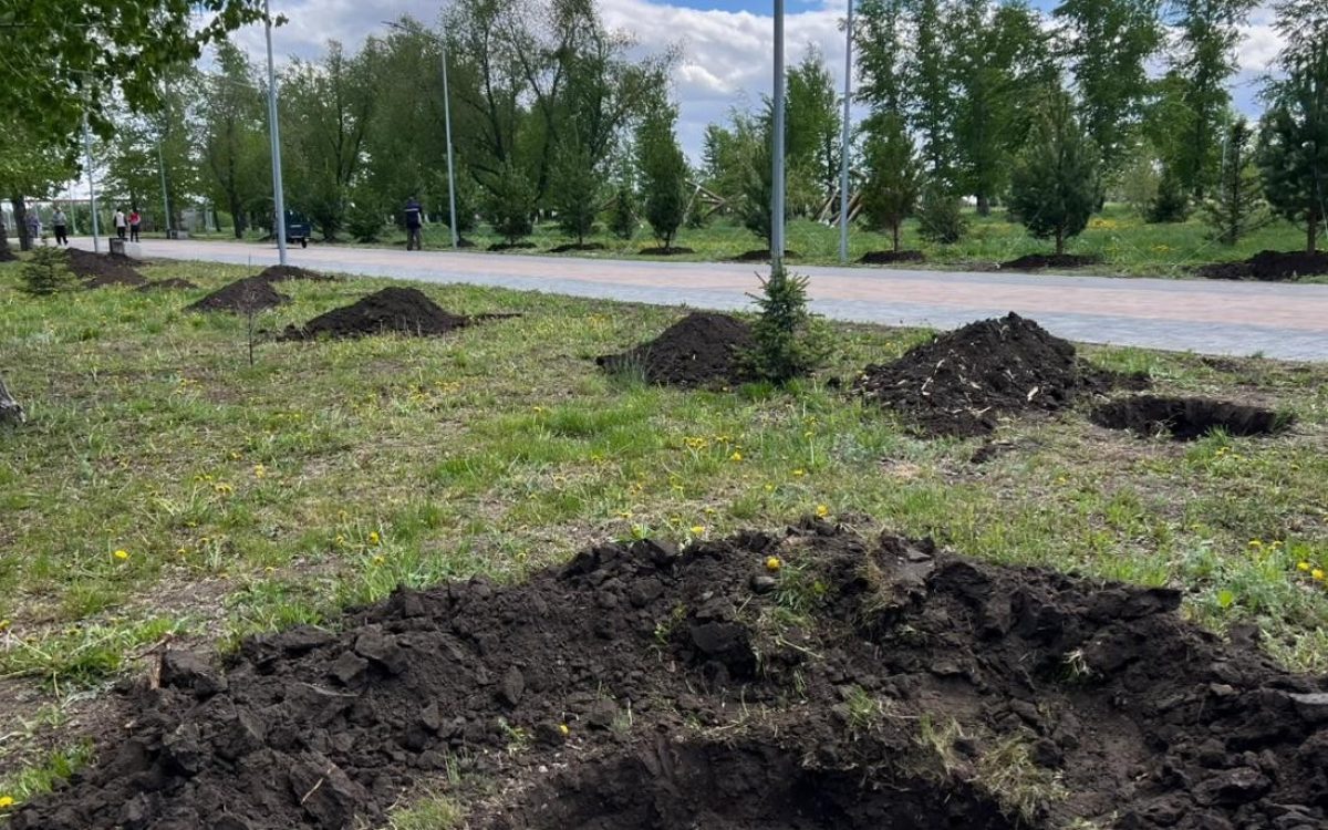 Более 21 тысячи деревьев высадили в Костанае за три года