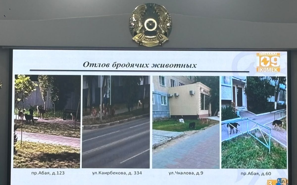 В Костанае выросло число пострадавших от укусов животных