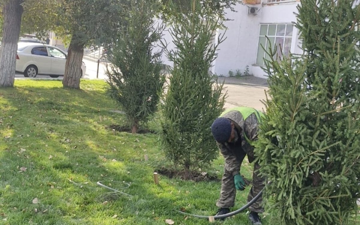 На проспекте Аль-Фараби в Костанае начали высаживать ели