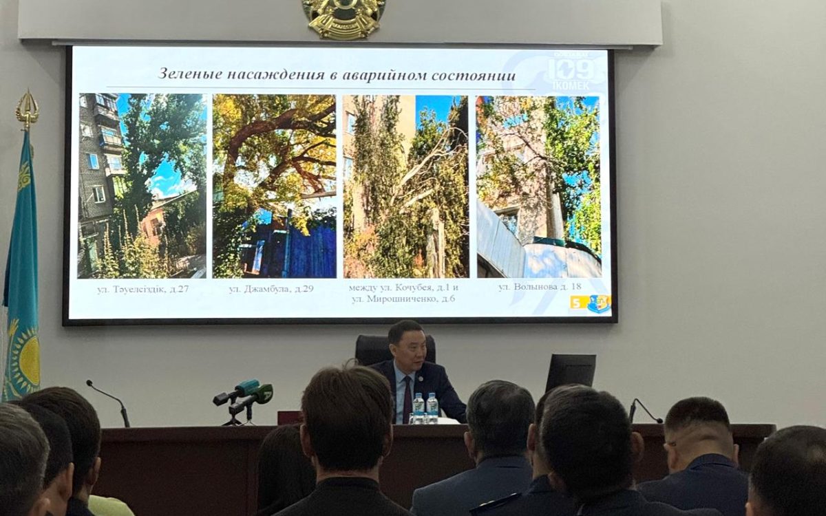 «Не надо жалеть»: аким Костаная поручил взять под контроль аварийные деревья